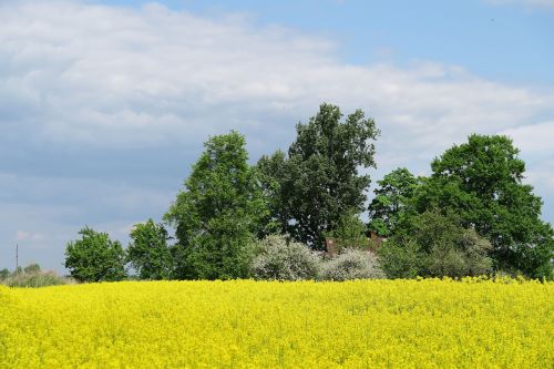 rapeseed oilseed rape yellow field