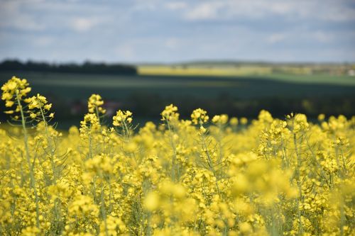 rapeseed agriculture fields