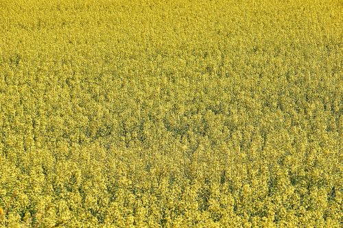 rapeseed agriculture field of rapeseed