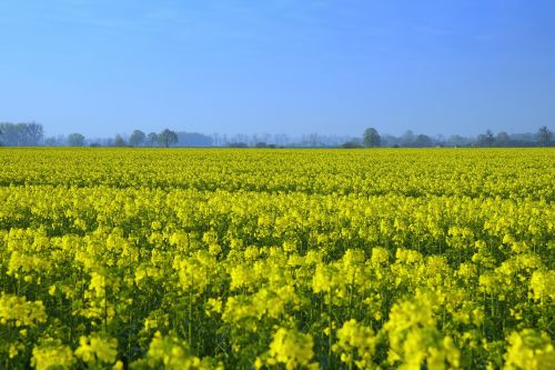 rapeseed field yellow