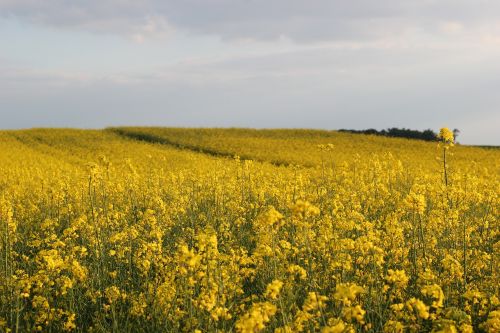 rapeseed plant yellow