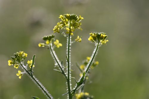 rapeseed flower single