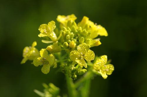 rapeseed flower yellow
