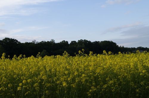 rapeseed summer nature