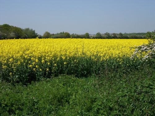 rapeseed nature landscape