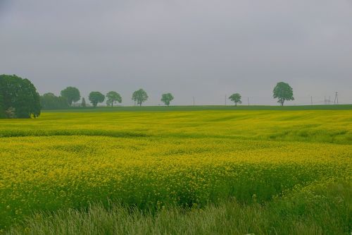 rapeseed field nature
