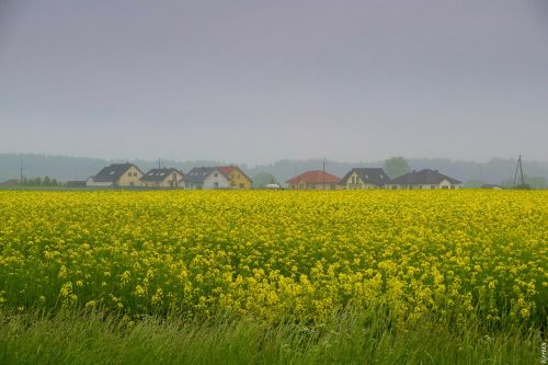 rapeseed field nature