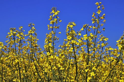 rapeseed  spring  at the court of