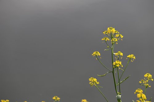 rapeseed  brassica napus  near water