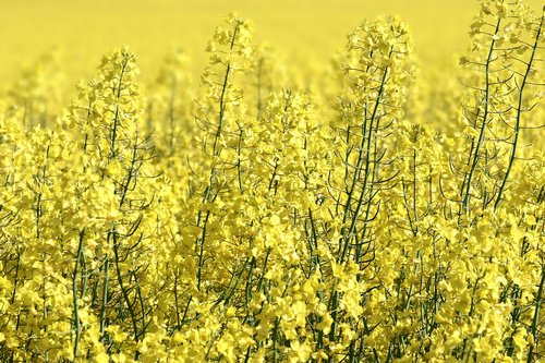 rapeseed  field  yellow