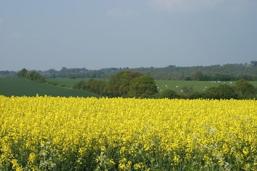 rapeseed  field  fields