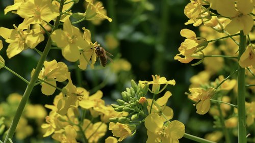 rapeseed  oil  flowers