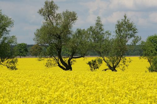 rapeseed spring plants