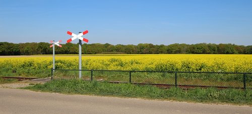 rapeseed field  railway crossing  rapeseed