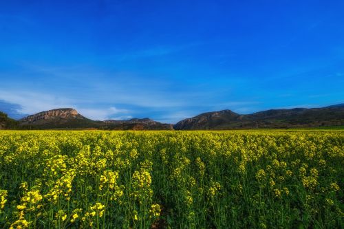 rapeseed fields landscape yellow