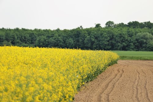 rapeseed meadow  brassica napus  agriculture