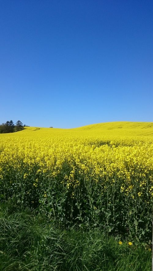 rapsmark skåne summer