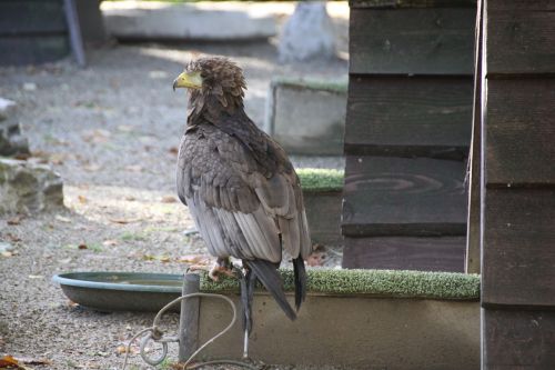 raptor bird beak