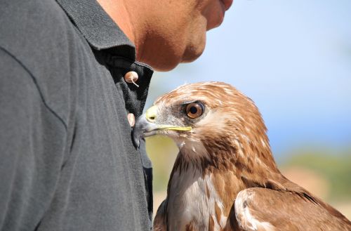 raptor buzzard look