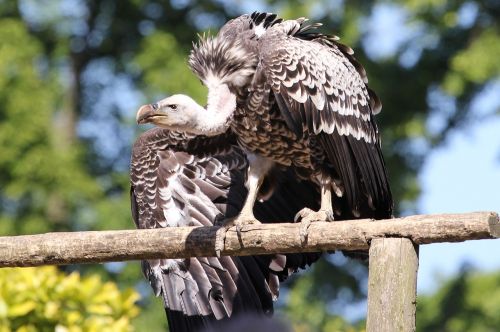 raptor vulture eagle