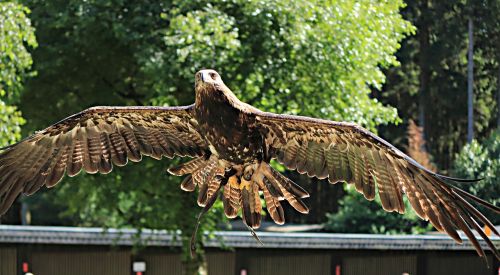 raptor adler bird of prey