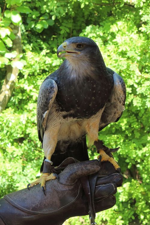 raptor adler bird of prey