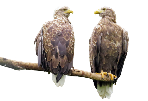 raptor white tailed eagle transparent