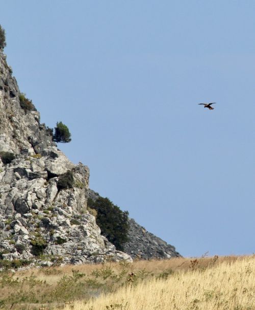 raptor hunting bird of prey