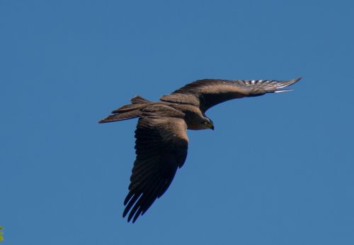 raptor bird bird of prey