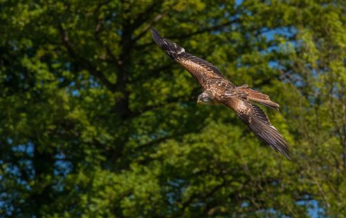 raptor bird bird of prey