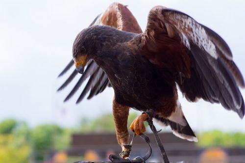 raptor falconry beak