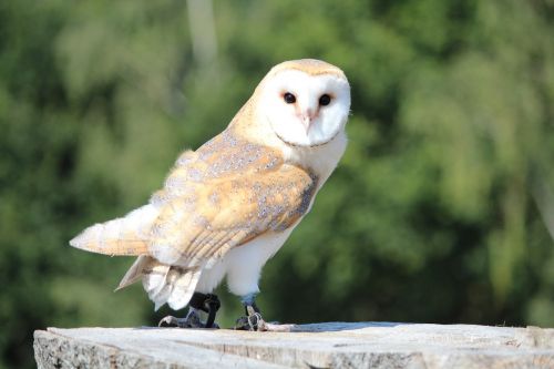 raptor wild bird barn owl