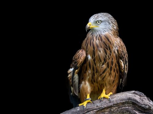 raptor red kite bird