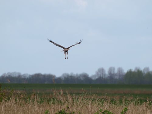 raptor wing bird