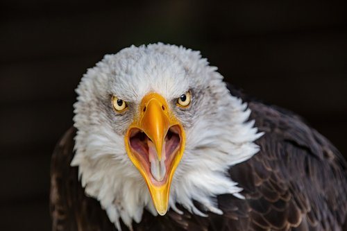 raptor  adler  bald eagle