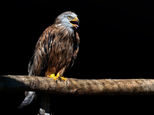 raptor  red kite  bird of prey