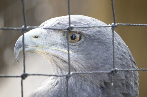 raptor  bird of prey  bird