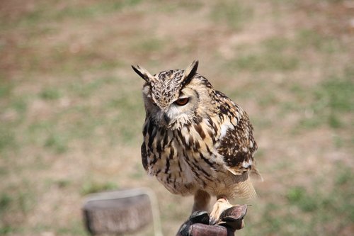 raptor  owl  bird