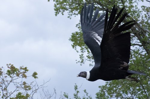 raptor  vulture  bird