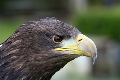raptor eagle beak