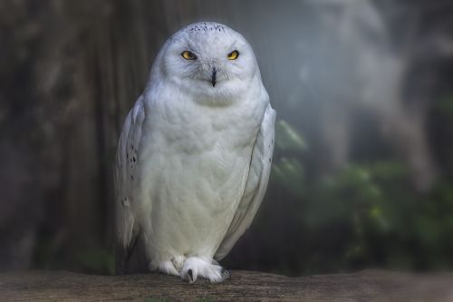raptor owl bird