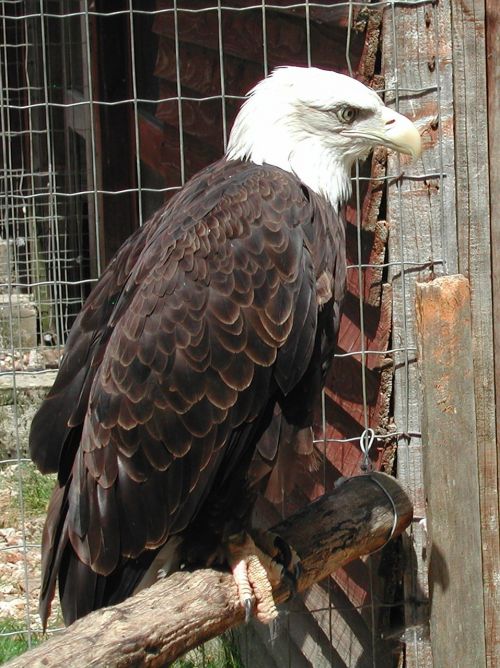 raptor eagle bald eagle