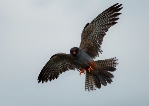 raptor wild red footed falcon