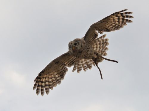 raptor in flight span wings