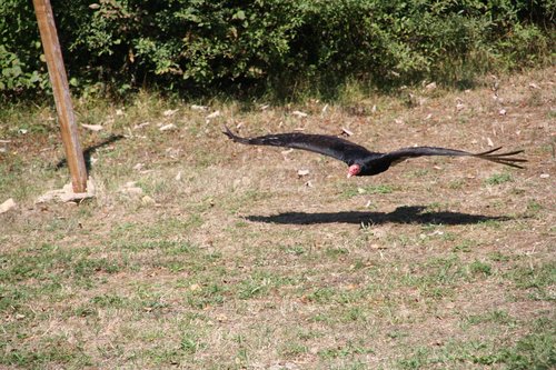 raptors  falcon  bird