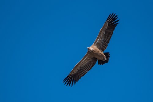 raptors  griffon vulture  extremadura