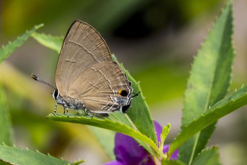 rare butterfly insect