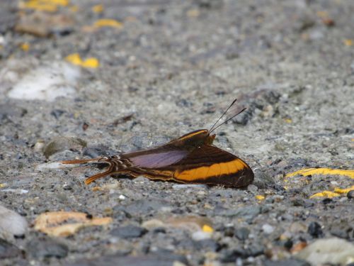 butterfly rare ecuador