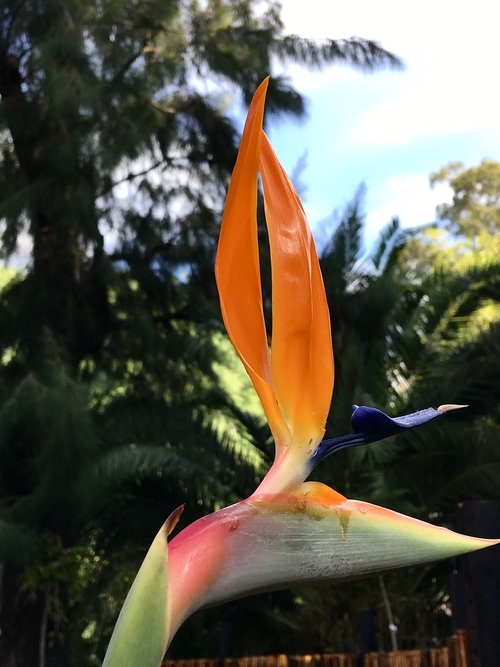 rare flower  petals orange  orange
