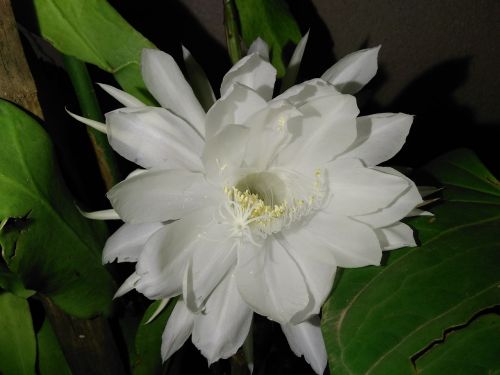 rare white flower white flower night bloom flower